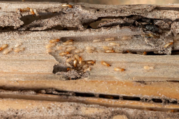 Best Bed Bug Extermination  in Douglass Hills, KY